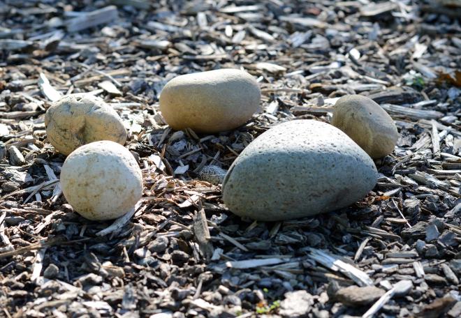 Killdeer-Egg_DSC_5196