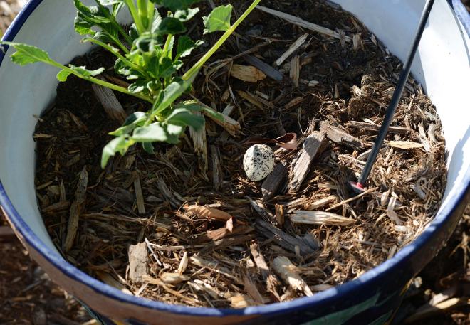 Killdeer-Egg_DSC_5199