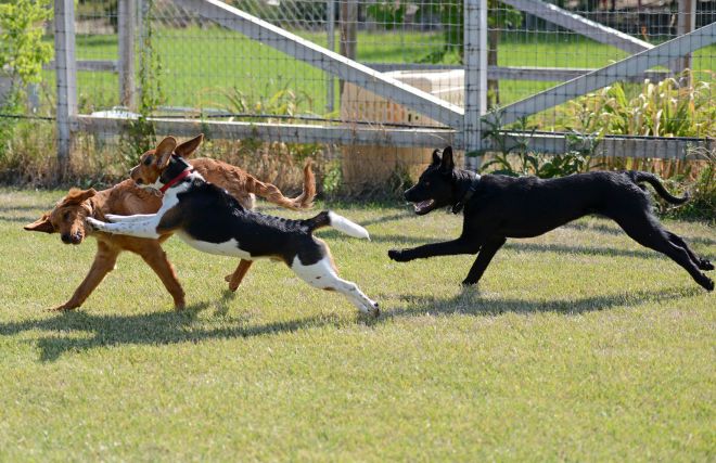 Puppy-Monsters_DSC_3884