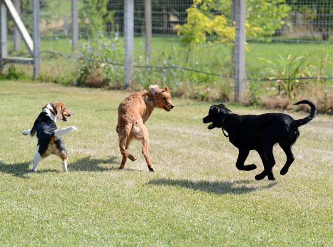 Puppy-Monsters_DSC_3888