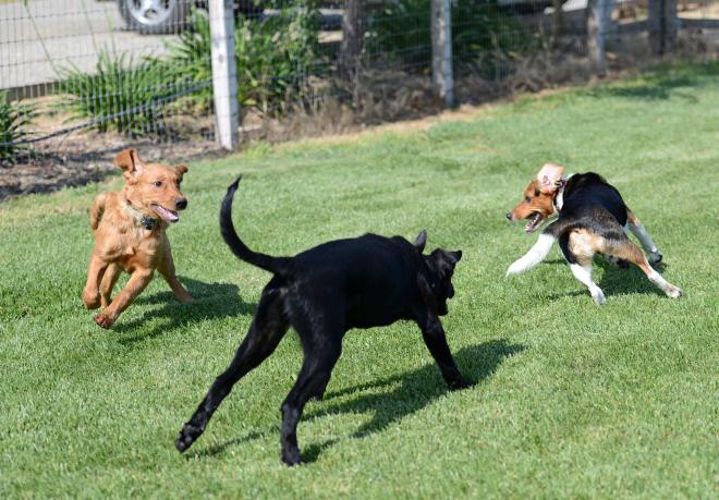 Puppy-Monsters_DSC_3902