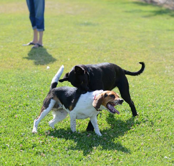 Puppy_Monsters_DSC_3920