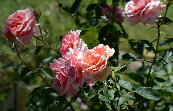 Roses_DSC_5269