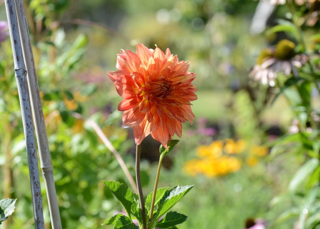 Dahlia_DSC_7707