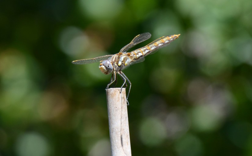 Wordless Wednesday: Smiling&nbsp;Dragonfly