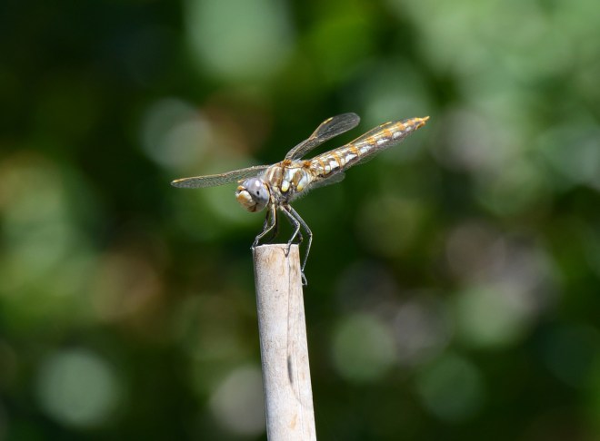 Dragon-Fly_DSC_6135