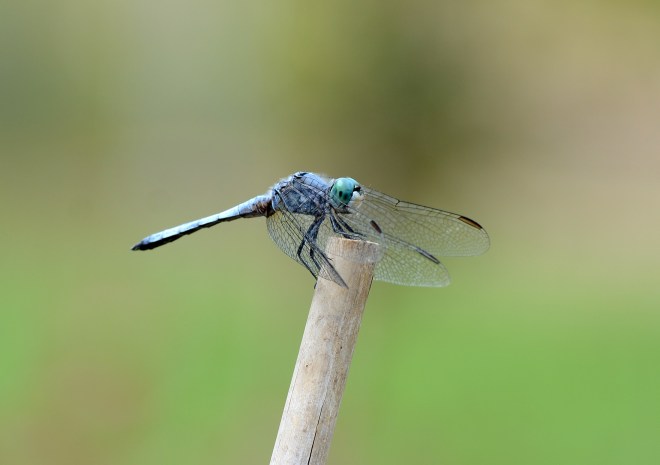 DragonFly_DSC_7907