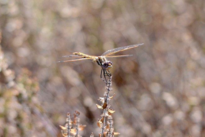 Dragonfly_DSC_8299