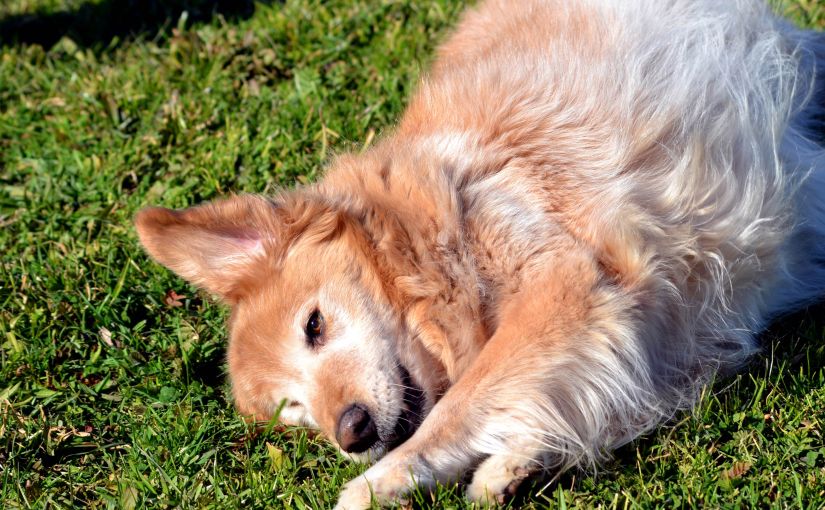 If a dog was the&nbsp;teacher…