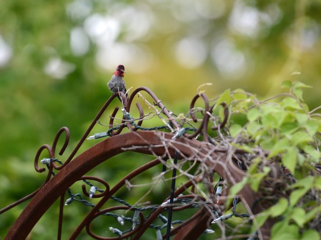 Hummingbird_DSC_6646
