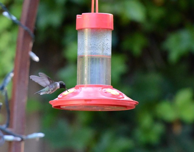 Hummingbird_DSC_6710