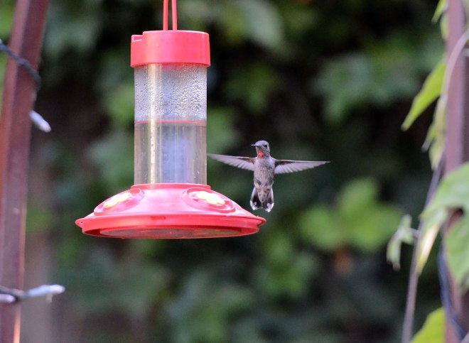 Hummingbird_DSC_6769