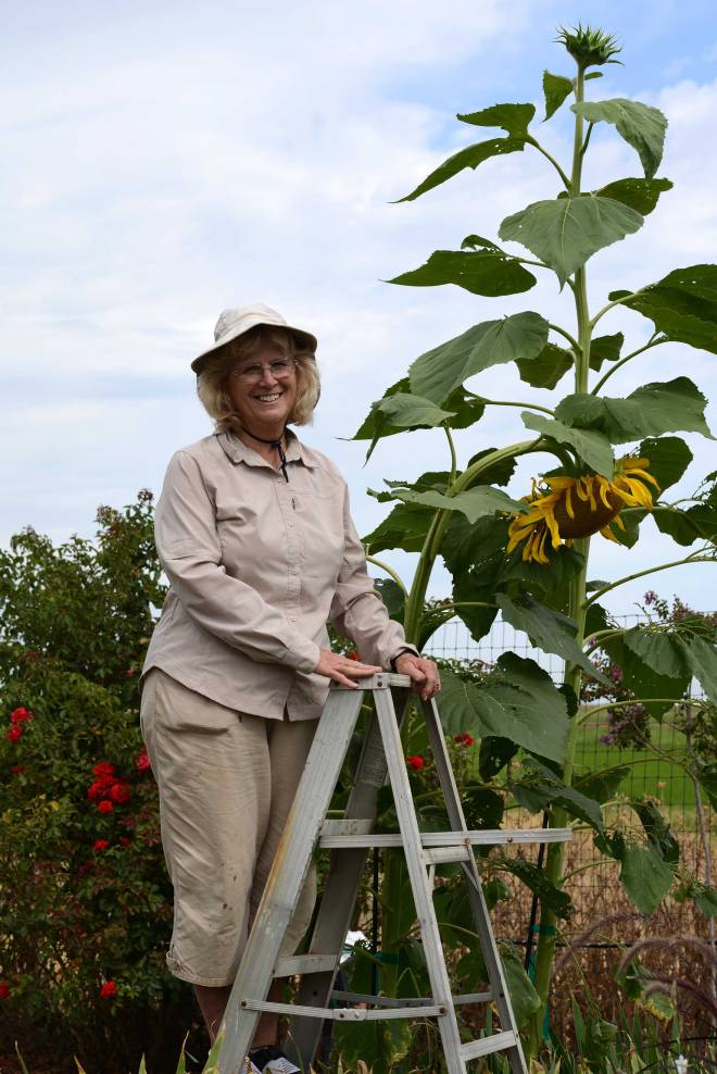 Maria_Sunflower_DSC_8393