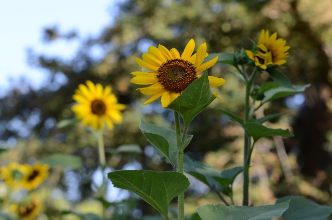 Sunflowers_DSC_5993
