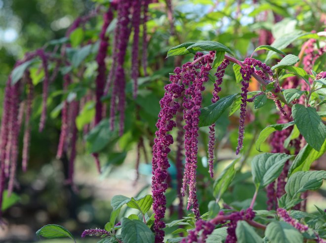 Amaranthus_DSC_8255
