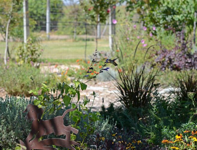 Hummingbird_DSC_0490