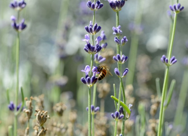 Lavender_DSC_0764