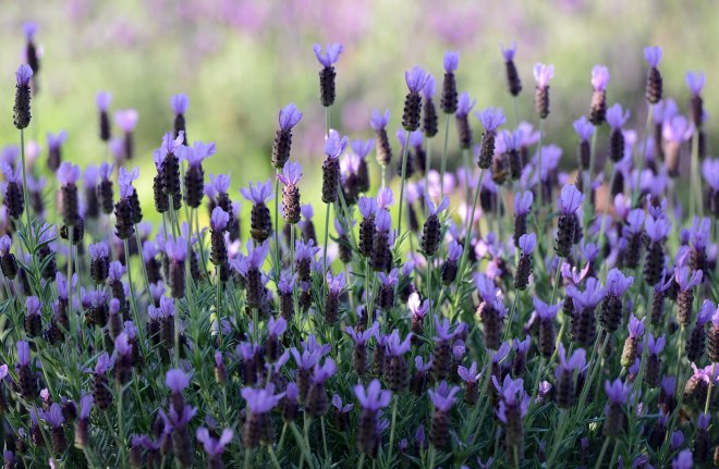 Lavender_DSC_0784
