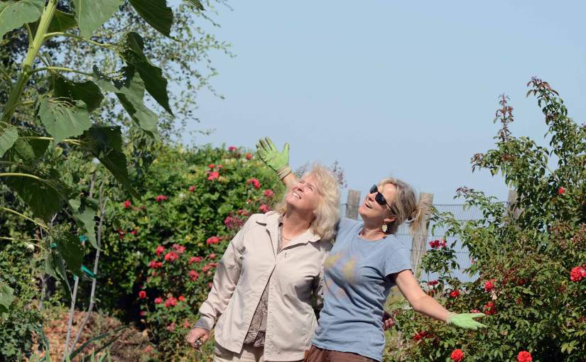 Wordless Wednesday: Monster&nbsp;(Sunflower)