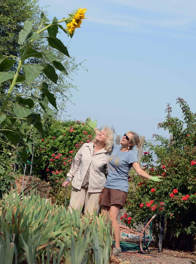 Monster-Sunflower_DSC_9553