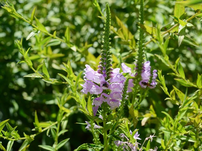 Obedient-Plant_DSC_0477