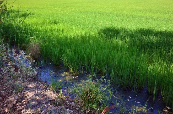 Rice-Field_DSC_0833