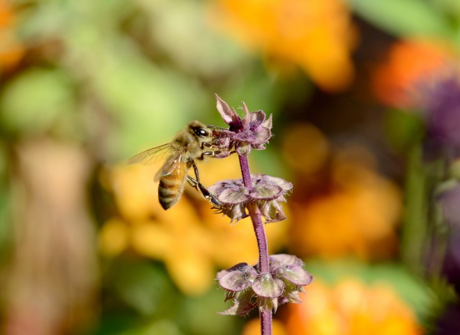 Bee_DSC_0980