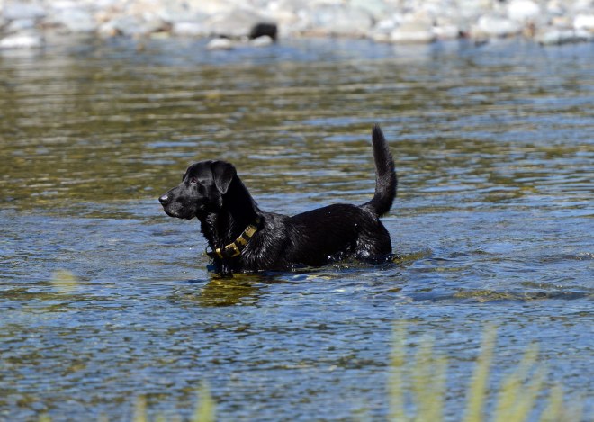 Black Lab_DSC_2536