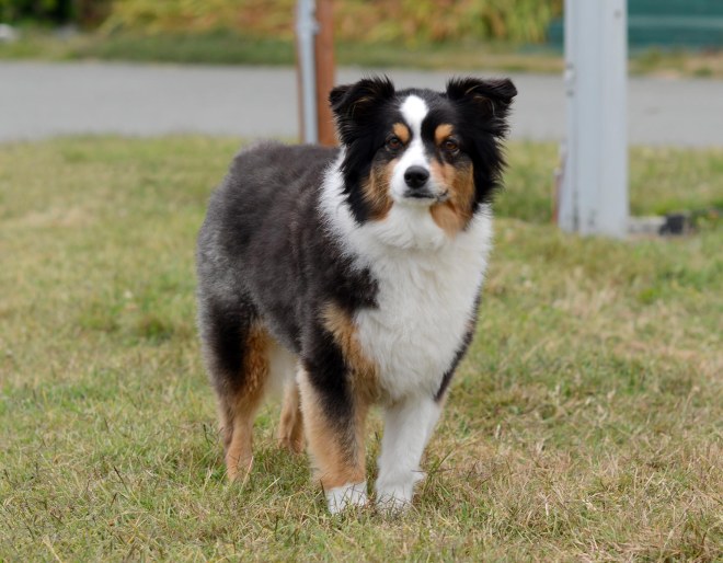 Border Collie_DSC_1453