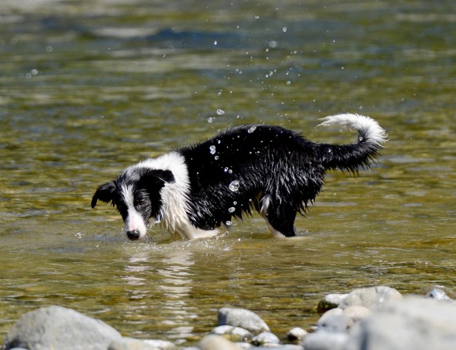 Border Collie_DSC_2541