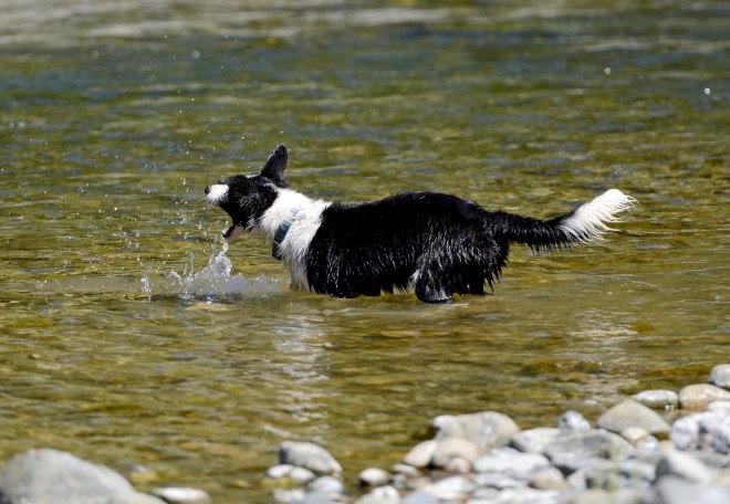 Border Collie_DSC_2554