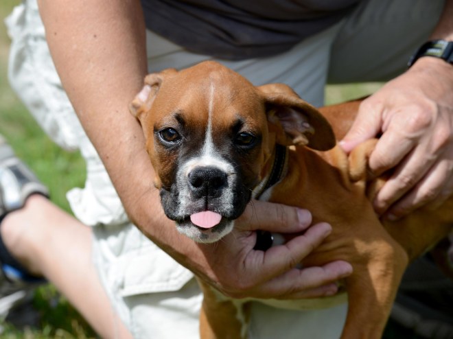 Boxer Puppy_DSC_2132