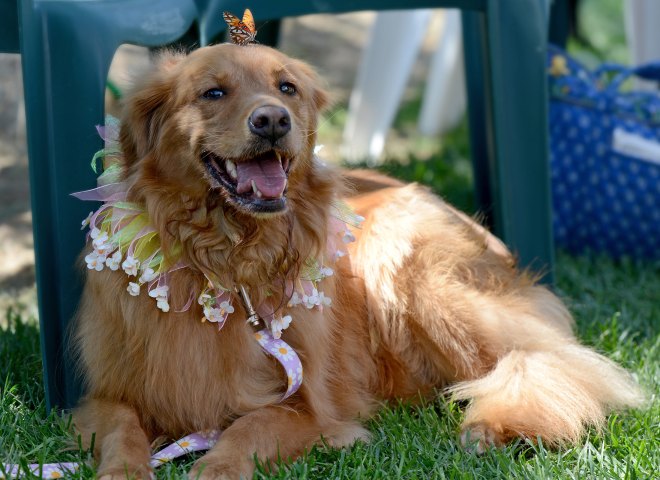 Butterfly_Golden_DSC_3670