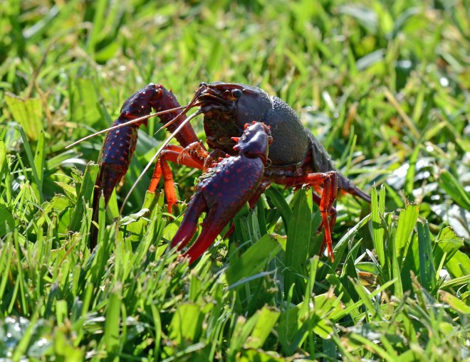 Crawdad_DSC_3742