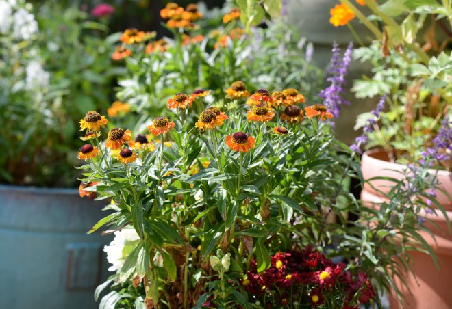 Fall_Container_DSC_4189