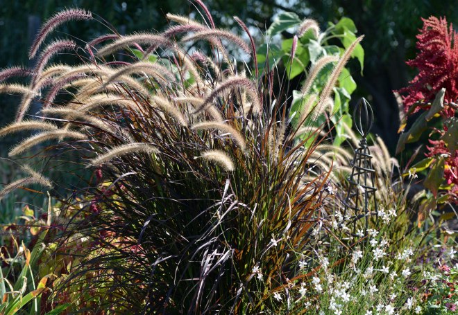 Fountain Grass_DSC_3956