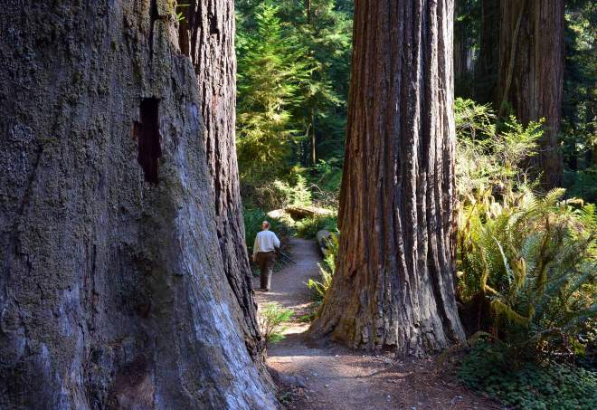 Redwoods_DSC_0868