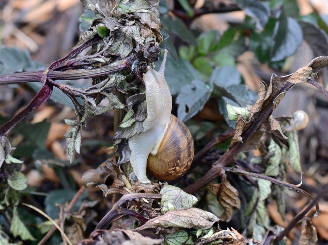 Snail_DSC_4738