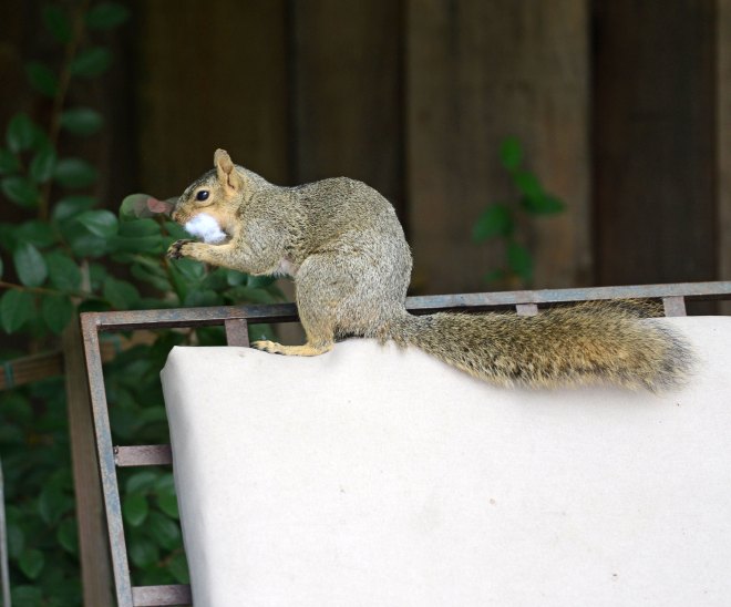 Squirrel_DSC_4215