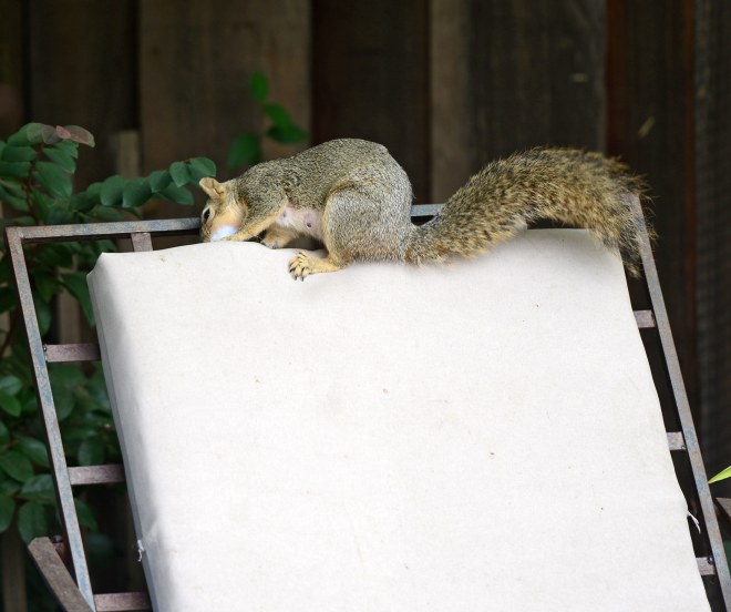 Squirrel_DSC_4223