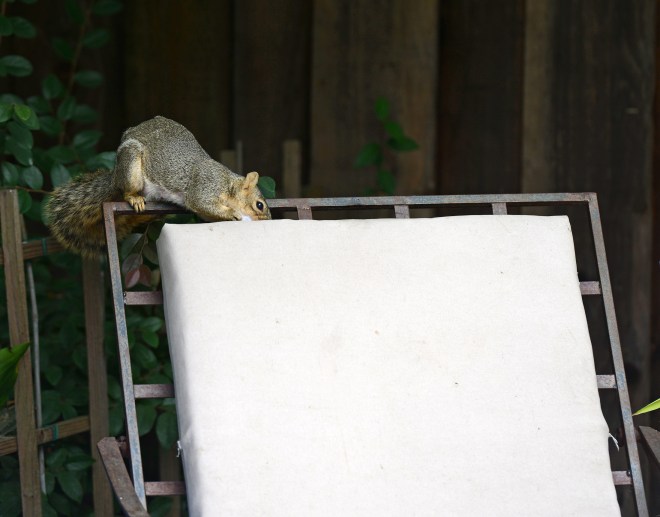 Squirrel_DSC_4228