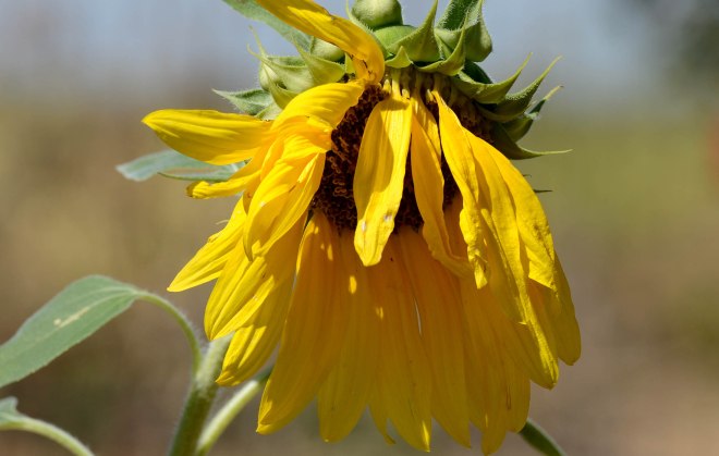 Sunflower_Spent_DSC_3910