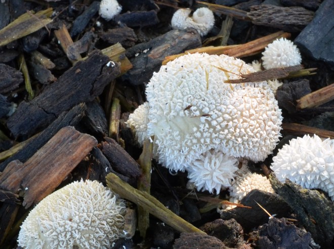 White-Mushroom_DSC_0047