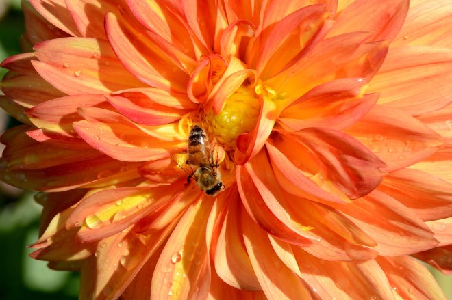 Bee_Dahlia_DSC_5292