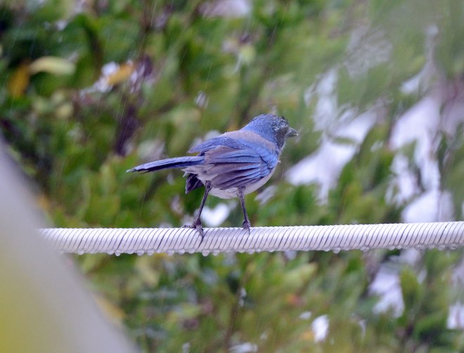 Blue-Jay_DSC_6865