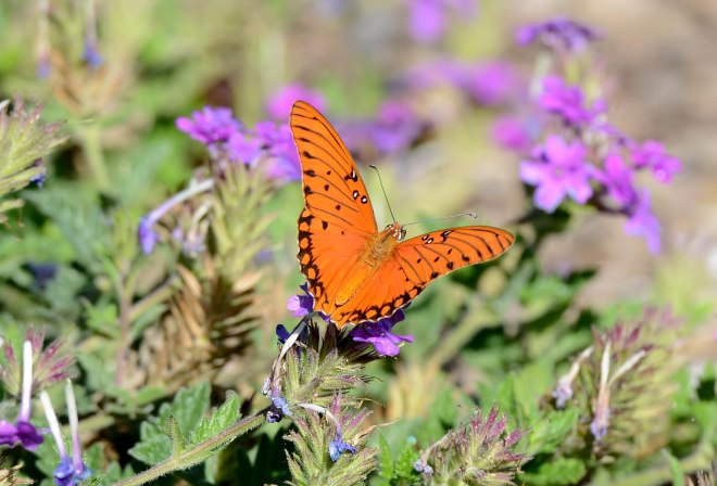 Butterfly_DSC_4851