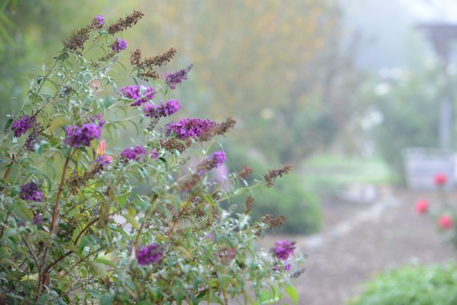 Fog_Garden_DSC_7115
