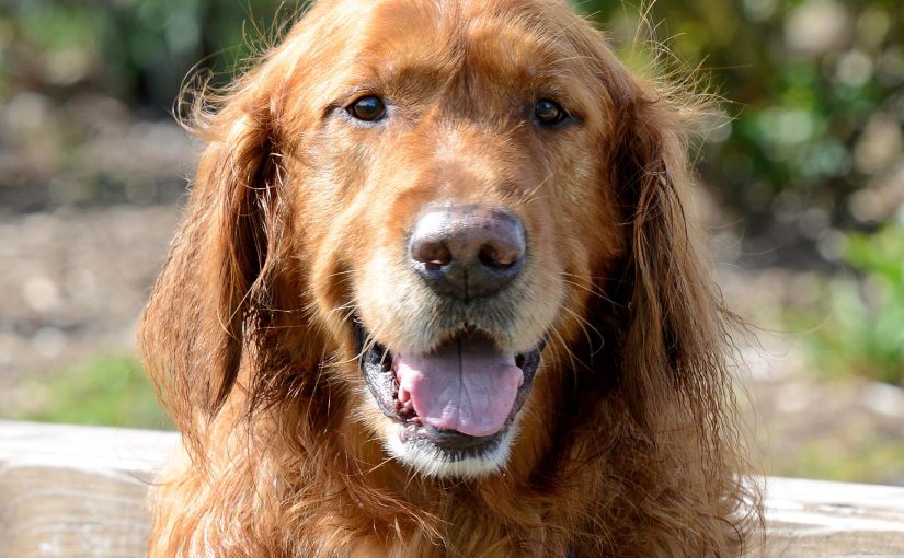 Wordless Wednesday: Julius, In Loving&nbsp;Memory