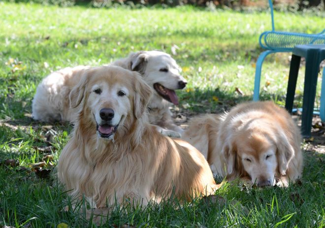 Marley_Harlo_Ella_DSC_6667