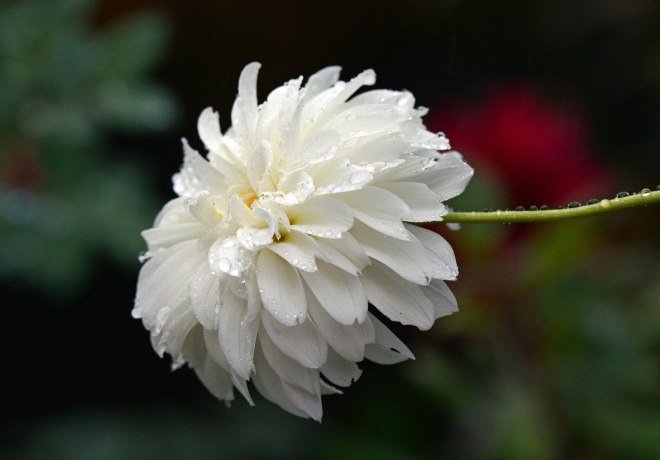 Rain_Dahlia_DSC_6827